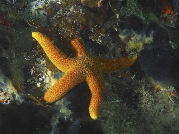 Bright orange-coloured starfish, net starfish (Henricia ornata) on a mixed seabed. Dive site False