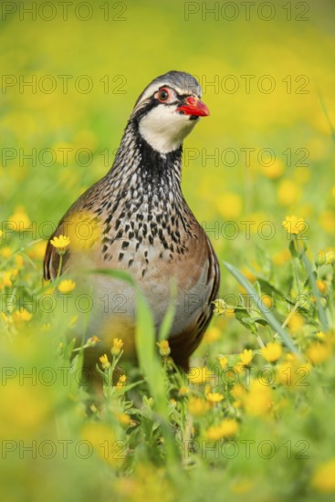 The red-legged partridge stands in a vibrant meadow, surrounded by blooming yellow wildflowers Its