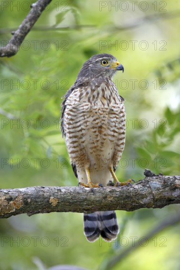 Roadside Hawk Buteo magirostris Palo Verde National Park, Costa Rica 17 October Immature