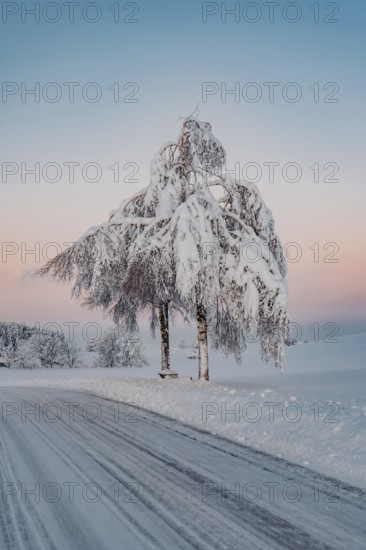 Deep snowy winter morning mood near Halblech in the foothills of the Alps in the Allgäu with the