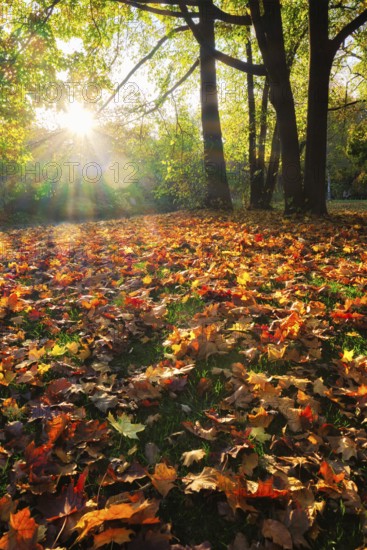 Golden autumn fall October in famous Munich relax place, Englischer Garten. English garden with