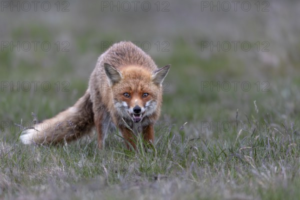 The next hunting attempt of the red fox (Vulpes vulpes) is successful, but it is not a mouse that