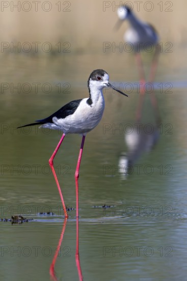 Black-winged stilts (Himantopus himantopus) two adult males foraging in shallow water of pond at