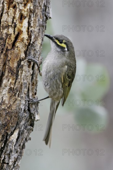 Yellow-faced Honeyeater (Caligavis chrysops), Queensland, Australia