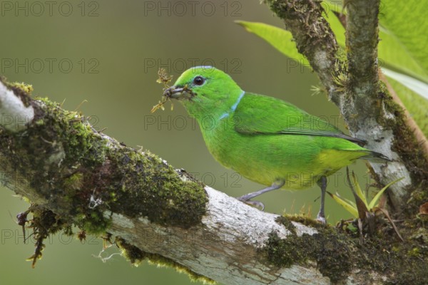 Golden-browed Clorophonia (Chlorophonia callophrys) perched on a branch in Costa Rica, Central