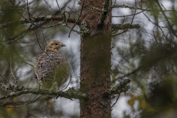 The capercaillie (Tetrao urogallus) seeks shelter from rain and predators in a dense coniferous