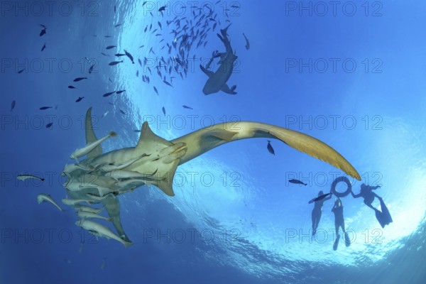 Snorkelers explore vibrant marine life in the Maldives, swimming alongside a majestic Tawny nurse