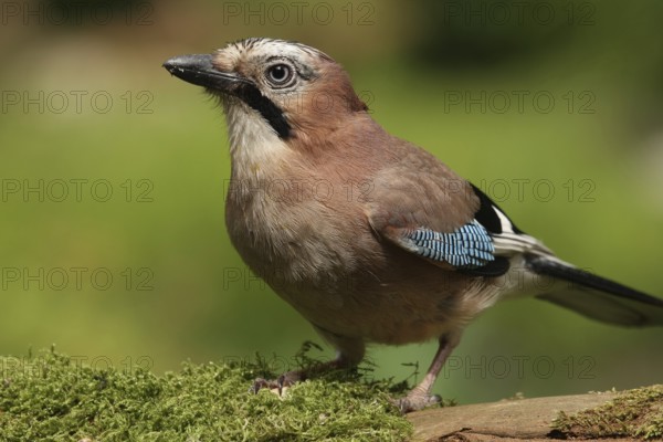 Eurasian Jay (Garrulus glandarius), Lower Saxony, Germany