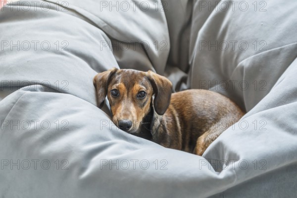A small Dachshund puppy with a charming expression is nestled comfortably among cozy, soft grey
