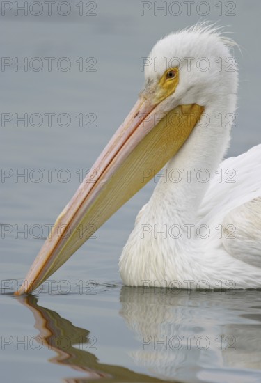 American White Pelican (Pelecanus erythrorhynchos), California, USA