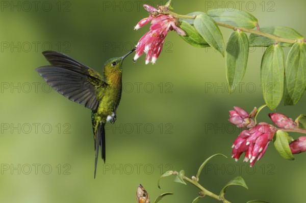 Golden-breasted Puffleg (Eriocnemis mosquera) flying and feeding at a flower in the mountains of