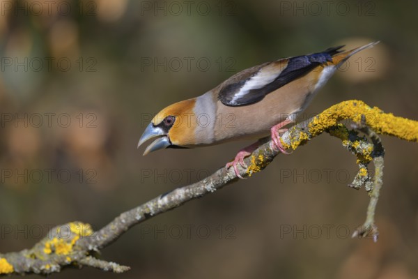 Hawfinch (Coccothraustes coccothraustes), male in breeding plumage on a lichen-covered branch,