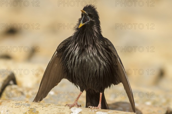 Spotless Starling (Sturnus unicolor) at coursthip display, Castile-La Mancha, Spain