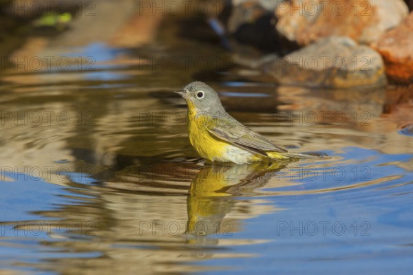 Nashville Warbler Vermivora ruficapilla Amado, Santa Cruz County, Arizona, United States 16 April