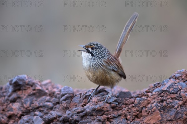 Striated Grasswren (Amytornis striatus whitei) singing from a rock, Western Australia, Australia