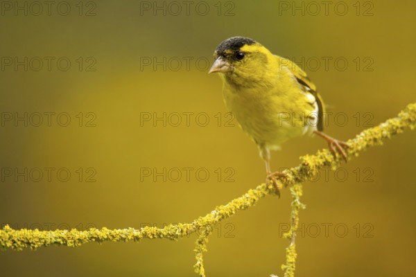 A vibrant European siskin, Spinus spinus, stands out against a soft yellow background, perched