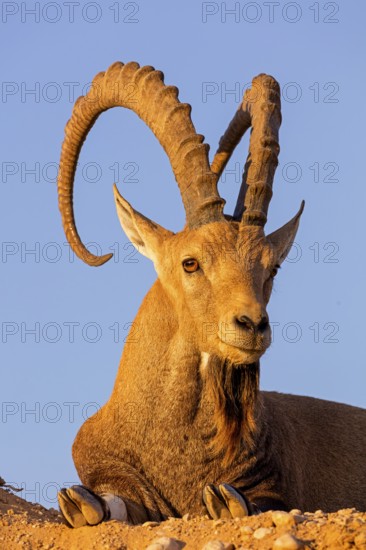 Nubian ibex, Nubian ibex, (Capra nubiana), animals, mammals, ibex, Ben Gurion's Tomb, Midreshet