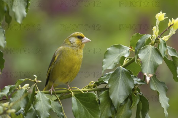 European greenfinch (Chloris chloris) adult male garden bird on an Ivy tree branch, Suffolk,