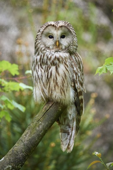 Ural owl (Strix uralensis), sitting on a branch with a natural background and observing its