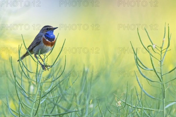 Blaukehlchen, Bluethroat, Luscinia svecica, Luscinia svecicus, Gorgebleue à miroir, Gorgebleue,
