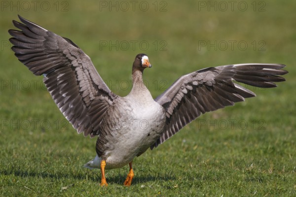 Greater White-fronted Goose (Anser albifrons), Netherlands