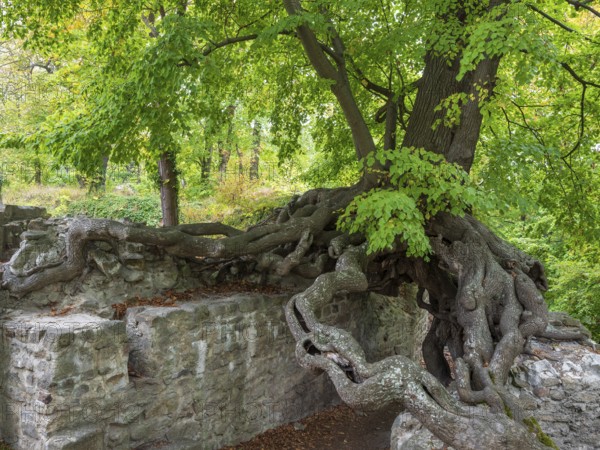 Old gnarled lime tree grows on the walls of a castle ruin, exposed roots form a gate, Lauenburg,