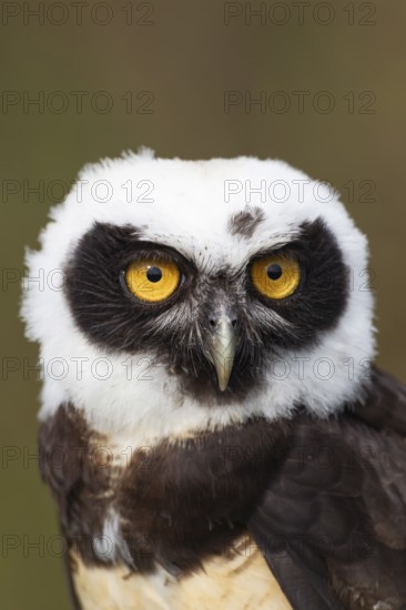Spectacled owl (Pulsatrix perspicillata) adult bird head portrait, England, United Kingdom -