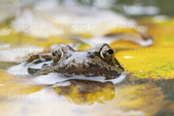 Common frog (Rana temporaria) adult amphibian on the water surface of a pond with fallen autumn