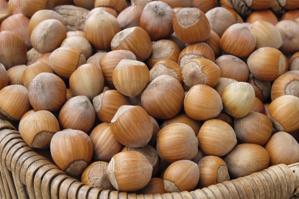 Hazelnut (Corylus 'Daria')