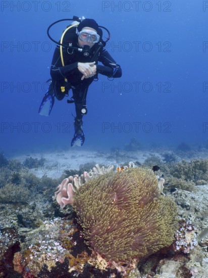 A diver floats above a coral reef with sea anemones and clownfish, dive site Close Encounters,