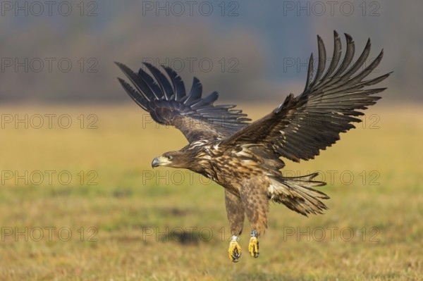 White-tailed eagle, hawk family, animals, birds, birds of prey, (Haliaeetus albicilla), biotope,