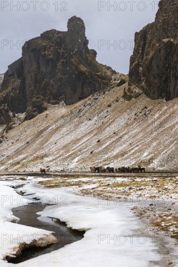 Group of Icelandic horses (Equus ferus caballus) in front of mountain, stream, snow, winter,