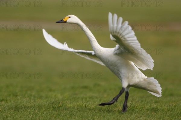 Tundra Swan (Cygnus columbianus bewickii) flying, Netherlands
