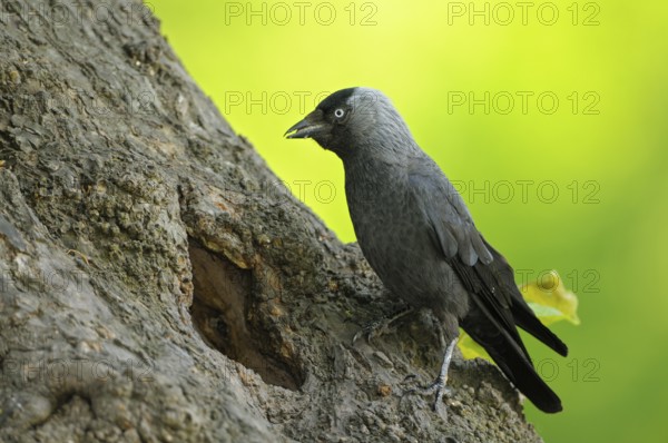 Dohle (Corvus monedula), Jackdaw, Altvogel an der Bruthoehle, mit Futter im Schnabel, Mai, Borken,