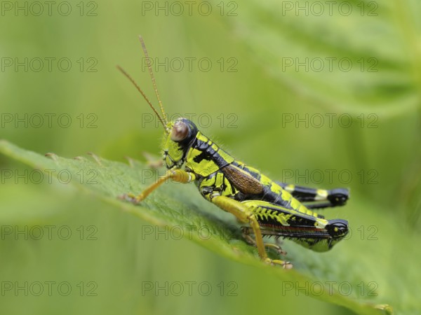 Green mountain grasshopper (Miramella alpina), Grasshopper, Green Mountain Grasshopper,