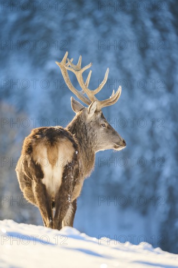 Red deer (Cervus elaphus) stag on a snowy meadow in the mountains in tirol, Kitzbühel, Wildpark