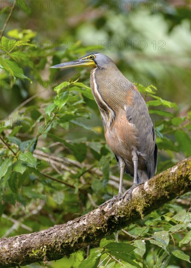 Bare-throated Tiger Heron (Tigrisoma mexicanum) - at Laguna Lagarto Lodge near Boca Tapada, Costa