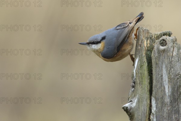 Eurasian Nuthatch (Sitta europaea), Lower Saxony, Germany