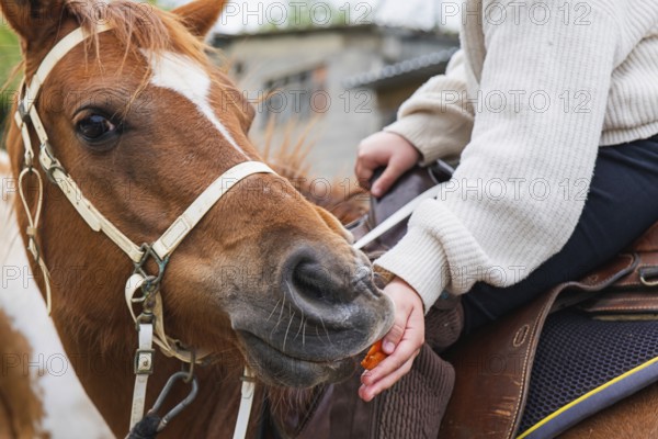 A young girl in a white sweater feeds a friendly brown horse on a sunny day at the farm, showcasing