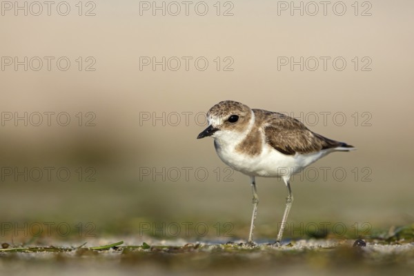 Animals, birds, plover, Kentish plover, (Charadrius alexandrinus), biotope, habitat, foraging, Barr