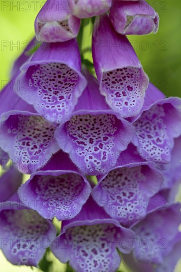 Common foxglove (Digitalis purpurea), flowers, detail, Oberhausen, North Rhine-Westphalia, Germany