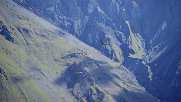 Majestic mountains with two griffon vultures (Gyps fulvus) in flight, blue and shady, Caucasus,