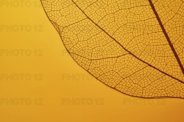 A detailed close-up of a leaf skeleton on a vibrant orange background, highlighting the intricate
