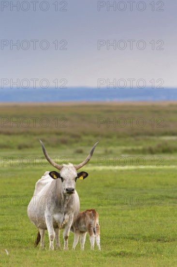 Hungarian Grey Cattle, Hungarian Grey Cattle, (Bos primigenius taurus), cow with calf, animal kids,