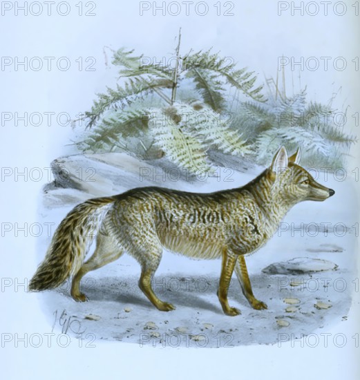 Maikong, also crab-eating fox (Cerdocyon thous), Historic, digitally restored reproduction of a