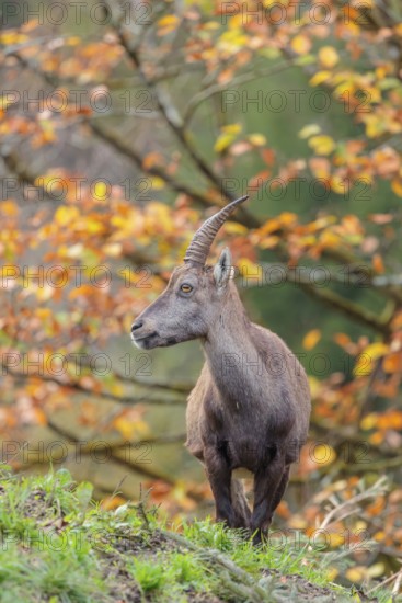 A female ibex (Capra ibex) standing on a cloudy day on a green meadow on top of a hill. A forest in