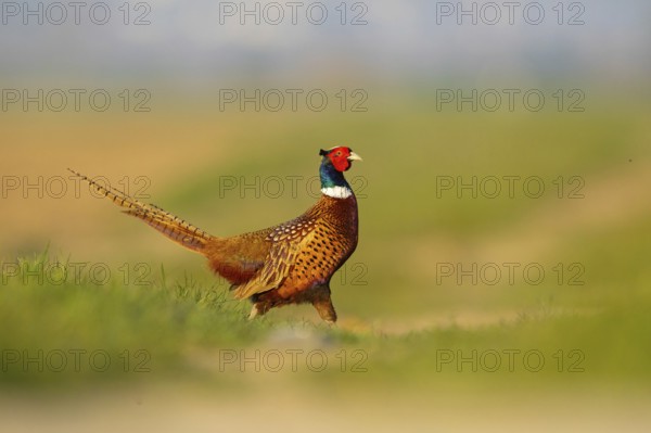 Pheasant (Phasianus colchicus), Faisan de Colchide, Faisan de chasse, Faisán Vulgar, Tiszaalpár,