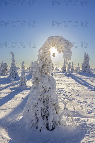 Tykky forest, snow covered spruce trees on the taiga in winter, Riisitunturi National Park in