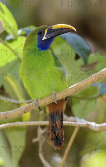 Emerald Toucanet (Aulacorhynchus prasinus) at San Gerrardo de Dota, Costa Rica