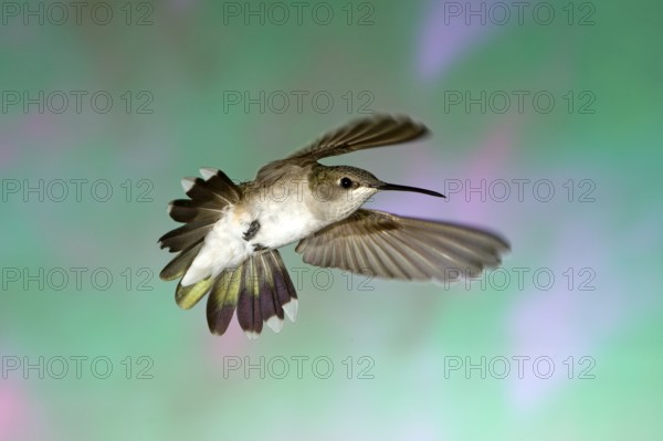 Black-chinned Hummingbird Archilochus alexandri Amado, Santa Cruz County, ARIZONA, United States 22